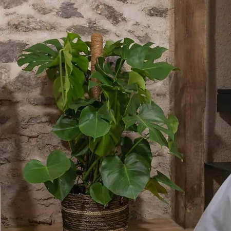 Le Place Du Bourg T2 Centre Historique 罗德兹