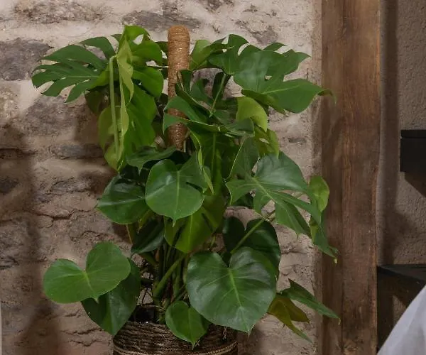 Le Place Du Bourg T2 Centre Historique Rodez